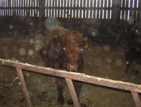 cattle unconcerned by the blown straw at Cornhills Farm.